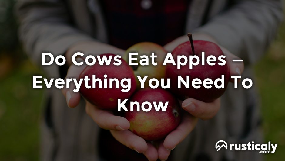 do cows eat apples