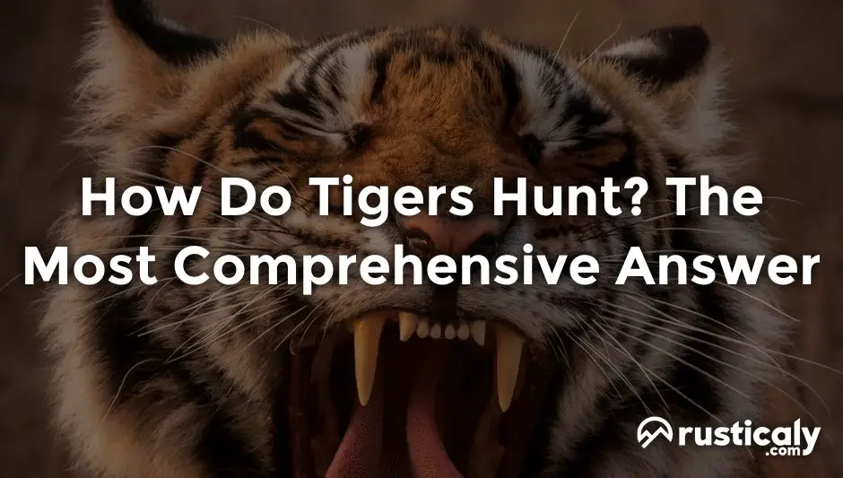 how do tigers hunt