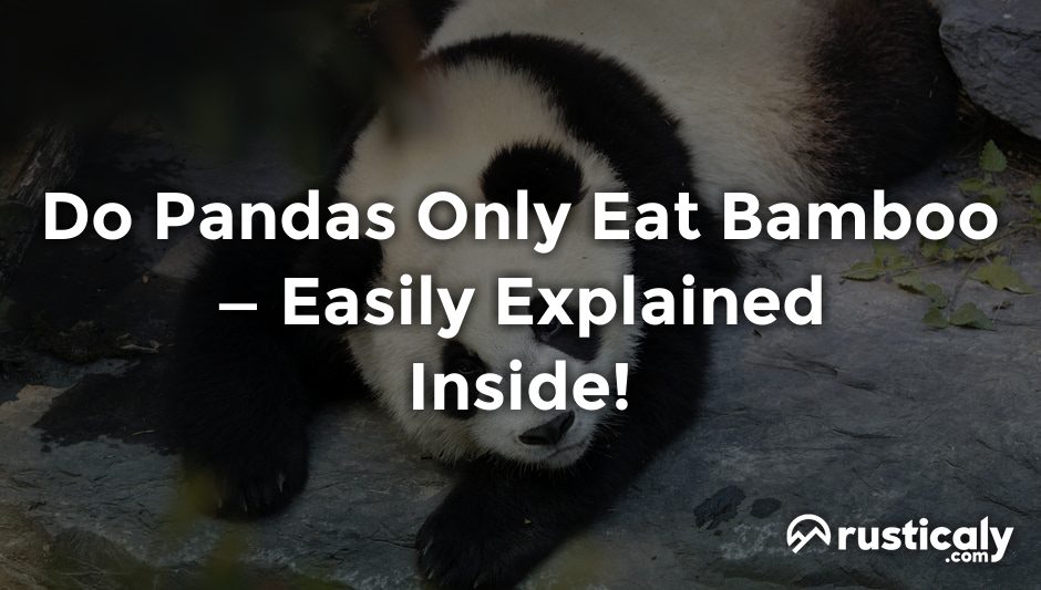 do pandas only eat bamboo
