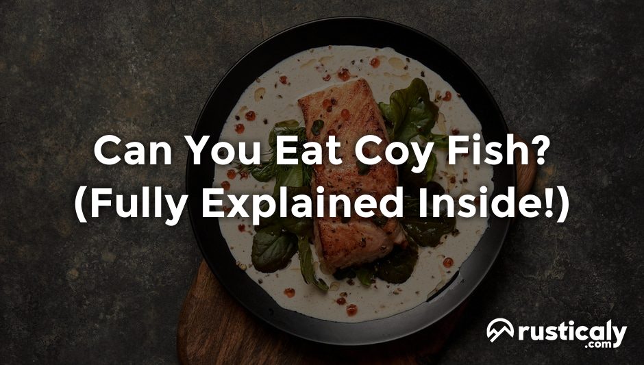 can you eat coy fish