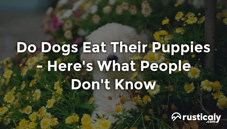 do dogs eat their puppies