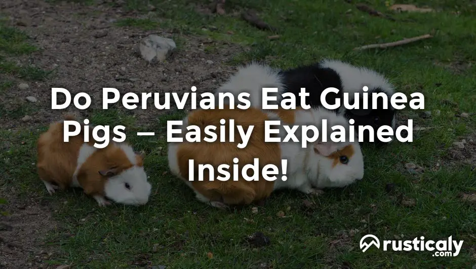 do peruvians eat guinea pigs
