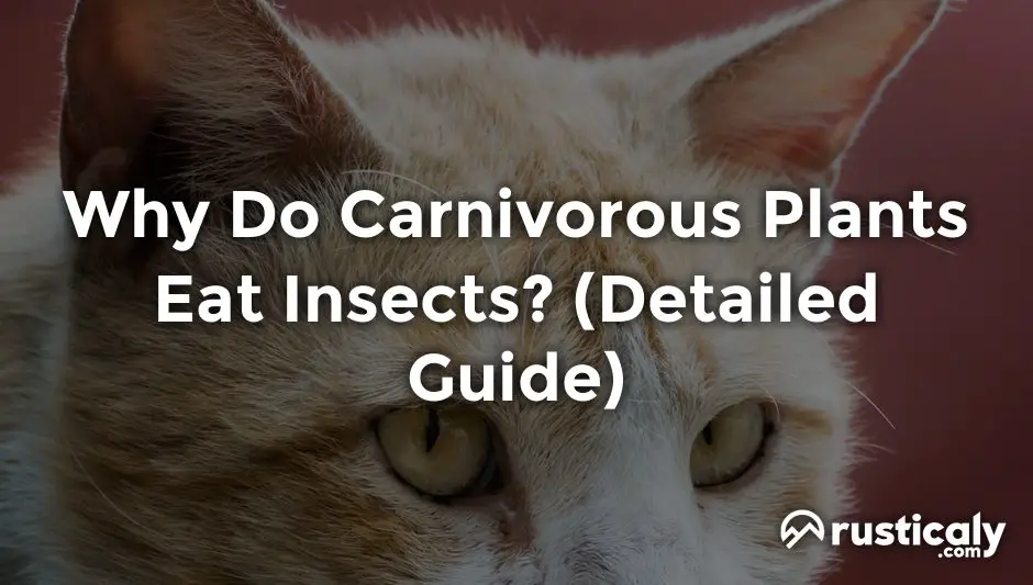 why do carnivorous plants eat insects