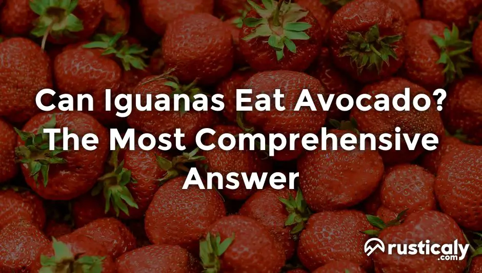can iguanas eat avocado