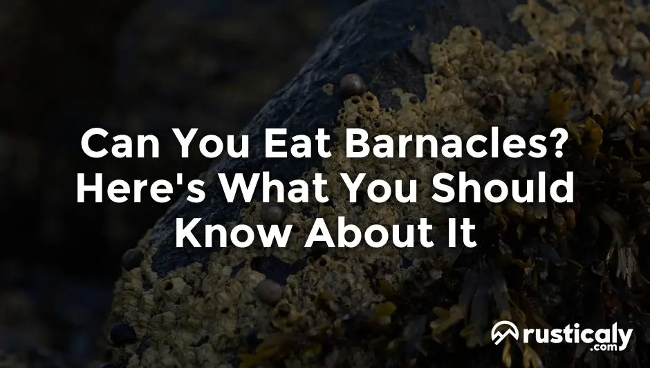 can you eat barnacles