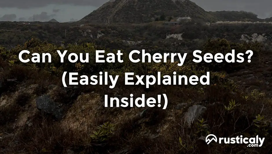 can you eat cherry seeds