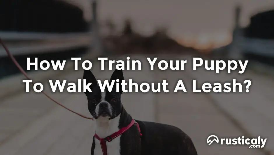 how to train your puppy to walk without a leash