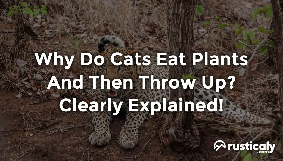 why do cats eat plants and then throw up