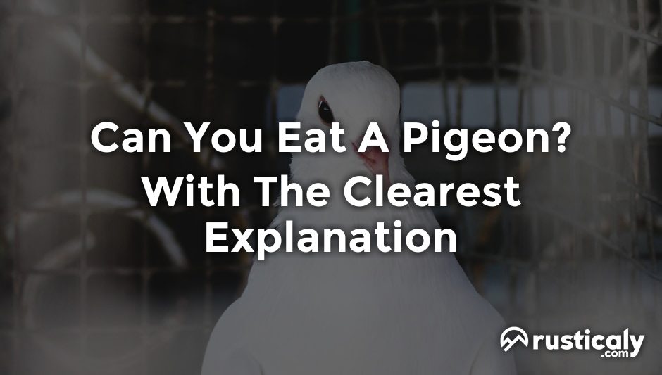 can you eat a pigeon