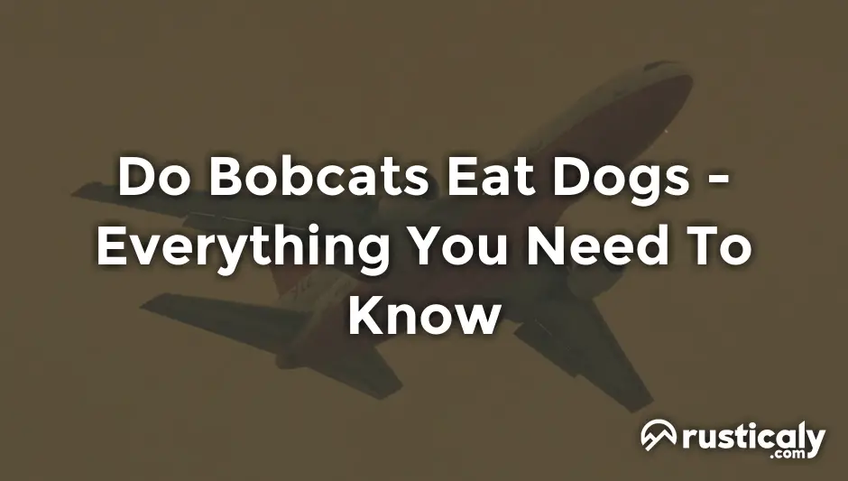 do bobcats eat dogs