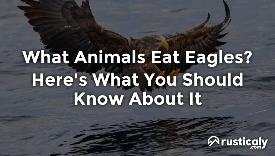 what animals eat eagles
