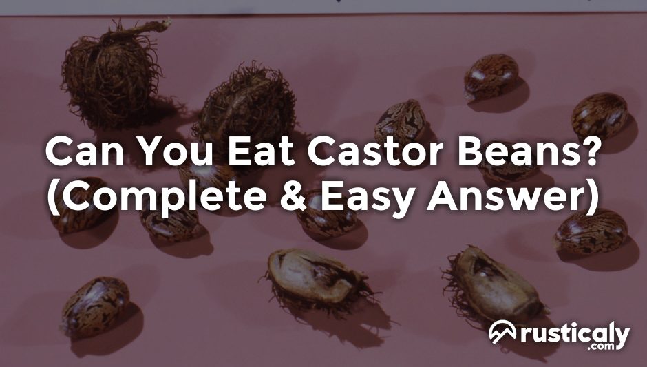 can you eat castor beans