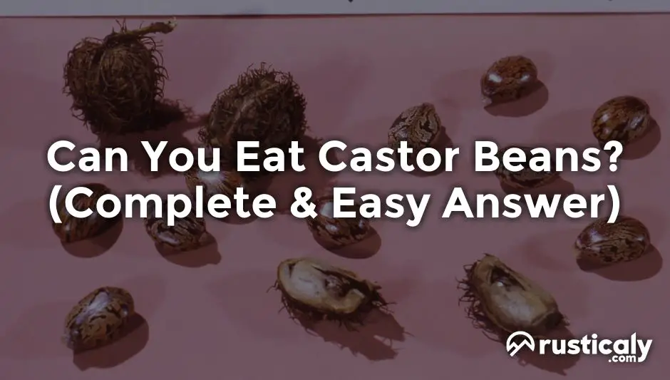 can you eat castor beans