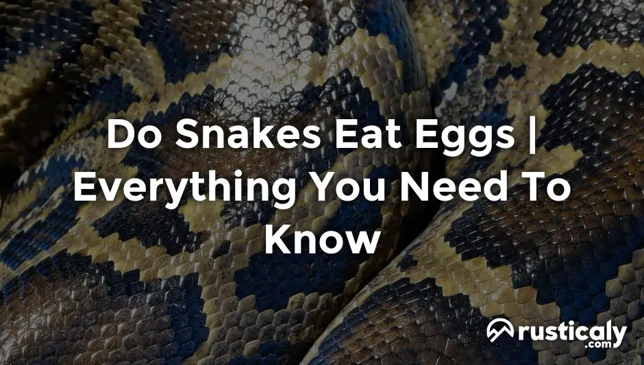 do snakes eat eggs