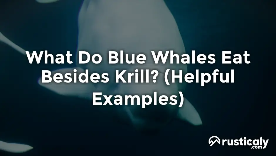 what do blue whales eat besides krill