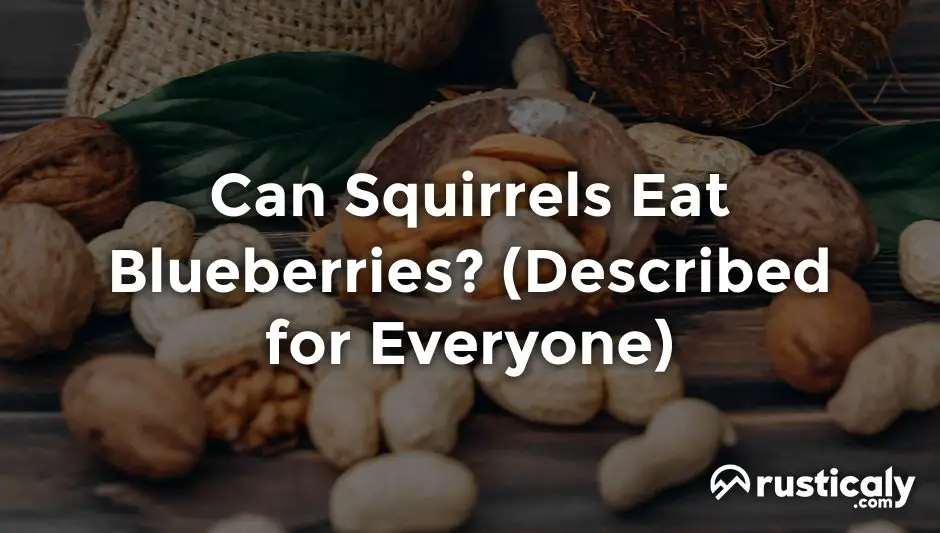 can squirrels eat blueberries