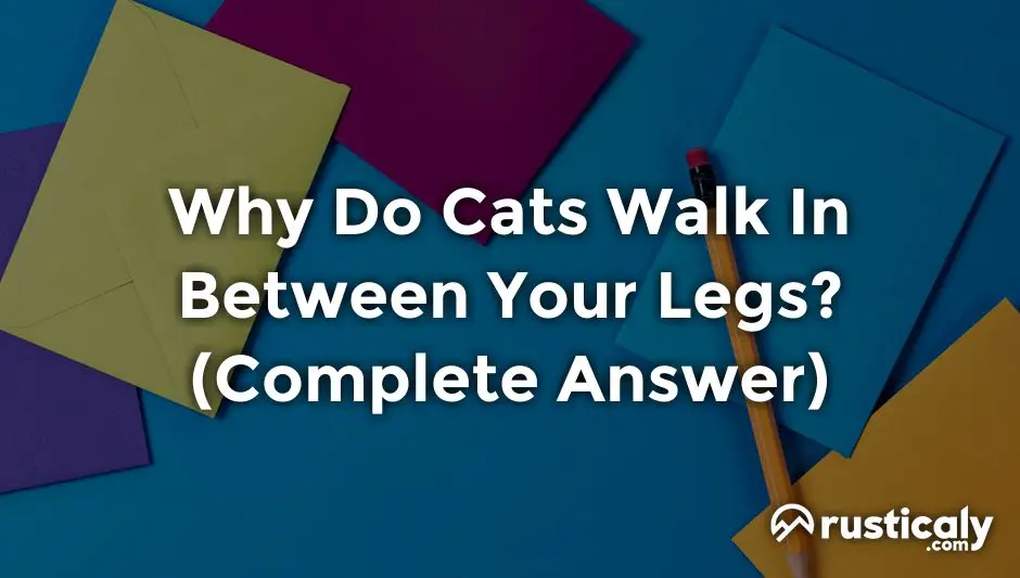 why do cats walk in between your legs