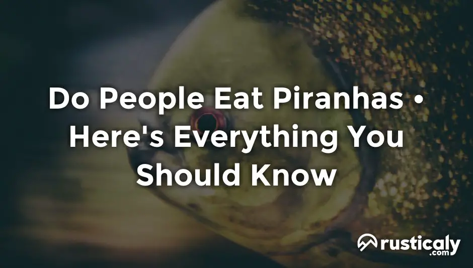 do people eat piranhas