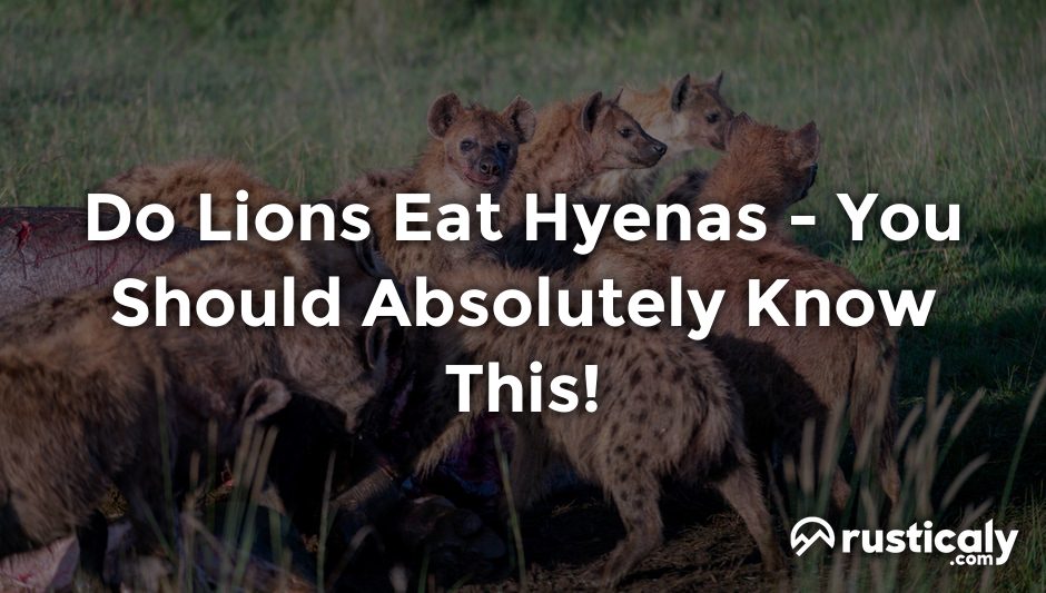 do lions eat hyenas