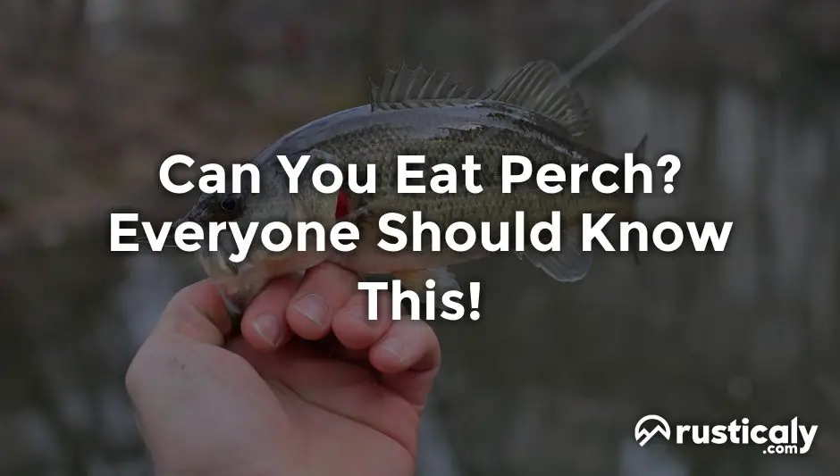 can you eat perch