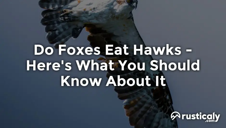 do foxes eat hawks