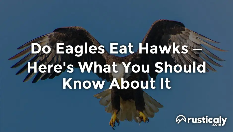 do eagles eat hawks