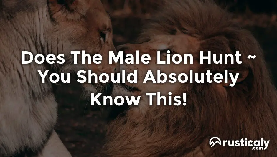 does the male lion hunt