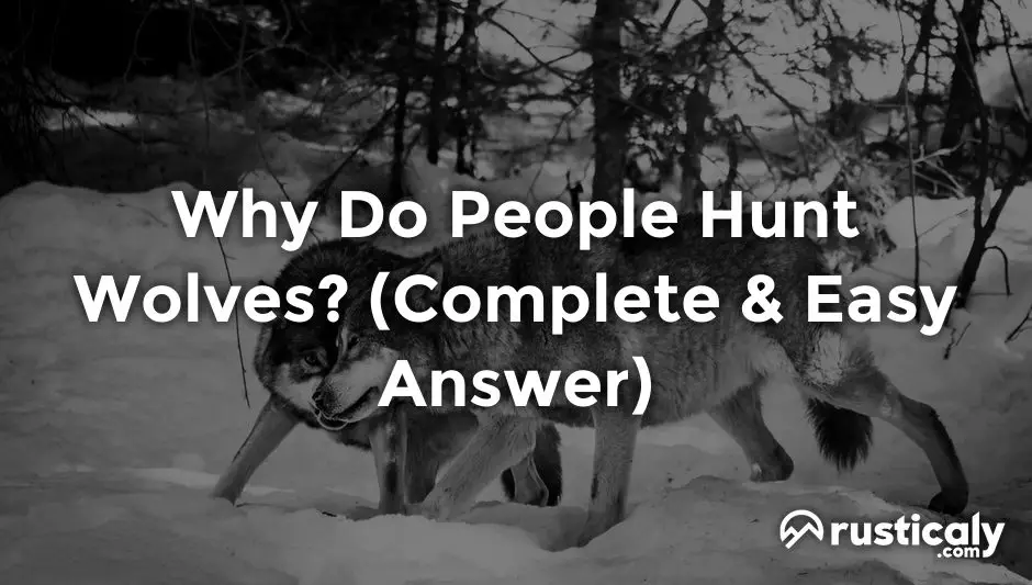 why do people hunt wolves