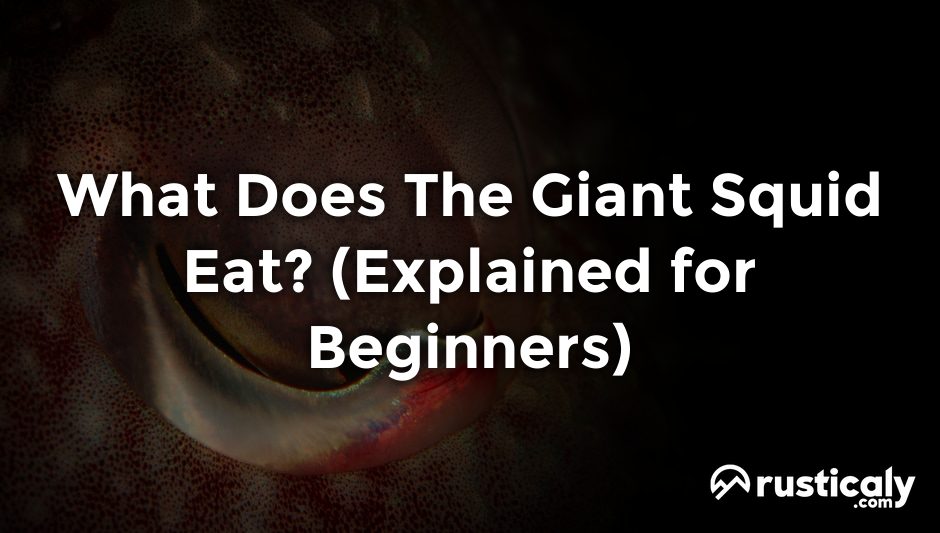 what does the giant squid eat
