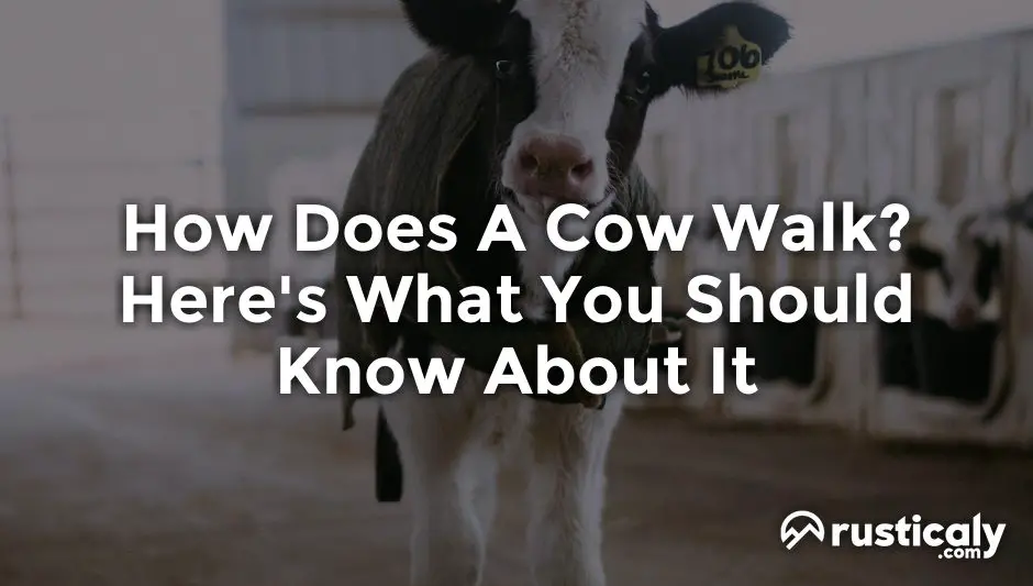 how does a cow walk