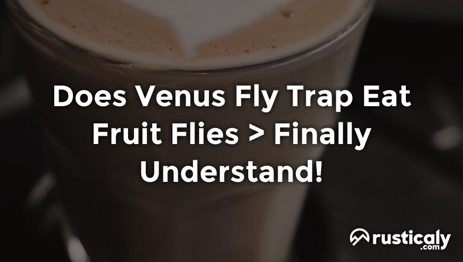 does venus fly trap eat fruit flies