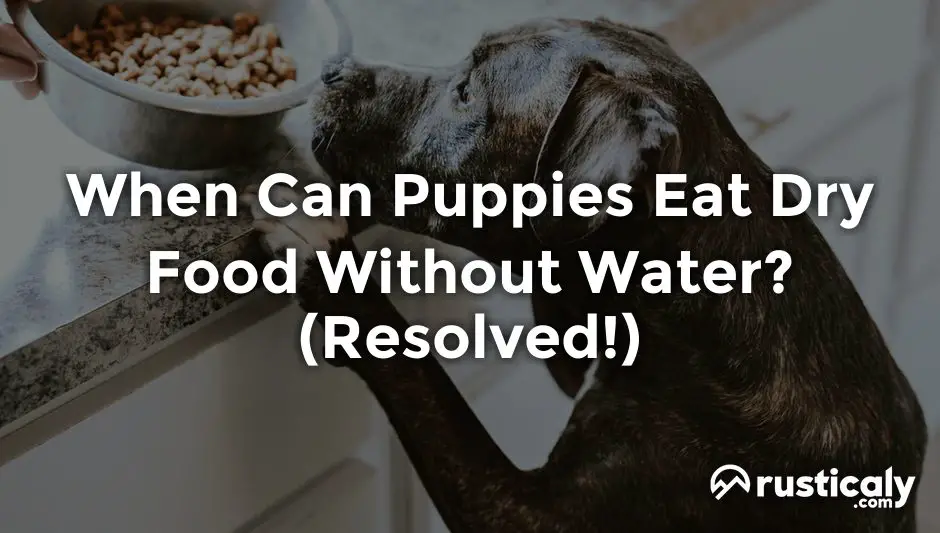when can puppies eat dry food without water