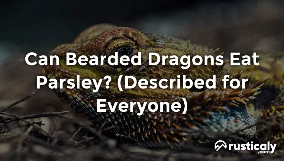 can bearded dragons eat parsley