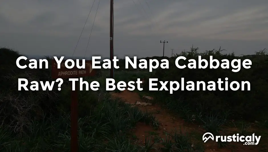 can you eat napa cabbage raw