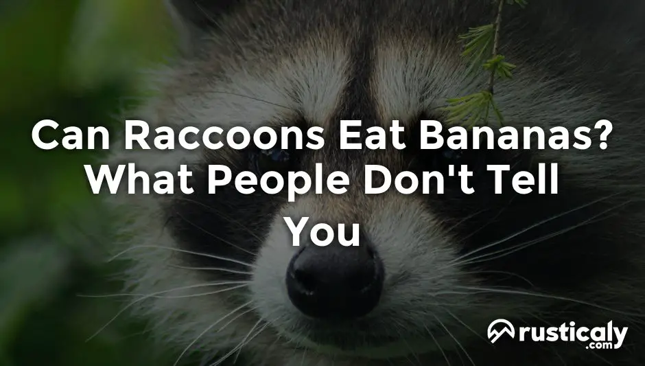 can raccoons eat bananas