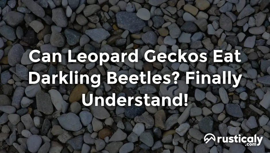 can leopard geckos eat darkling beetles
