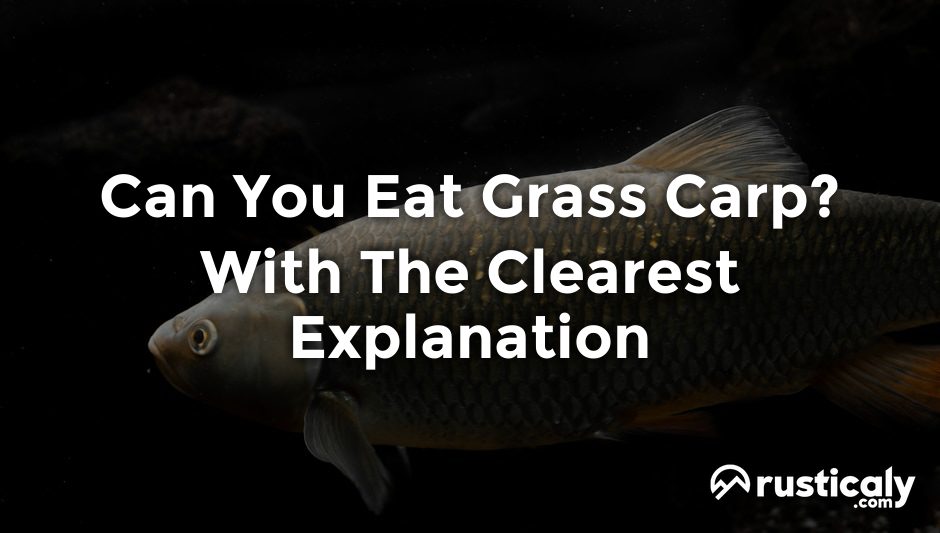 can you eat grass carp