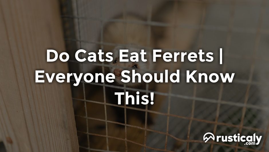do cats eat ferrets