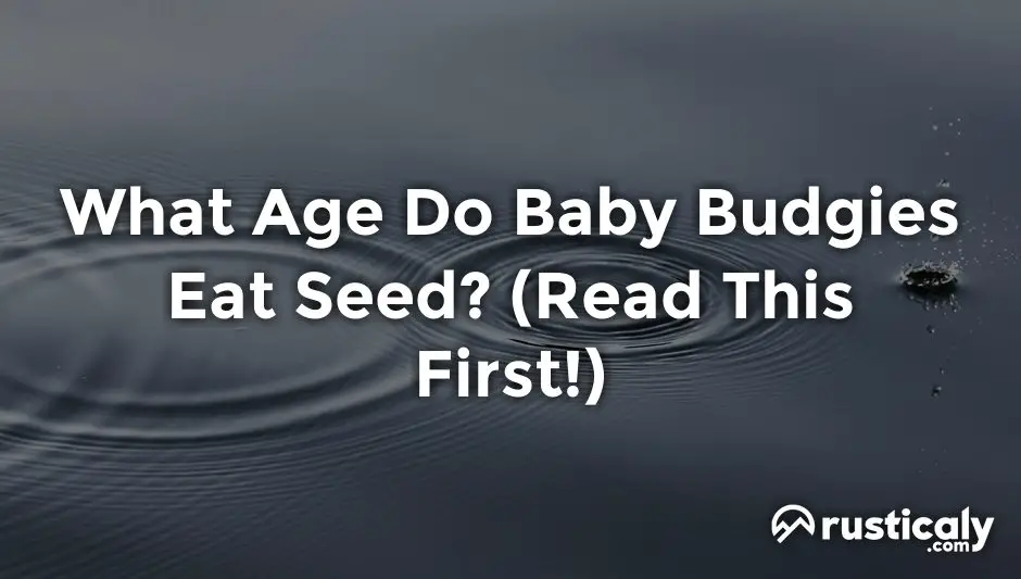what age do baby budgies eat seed