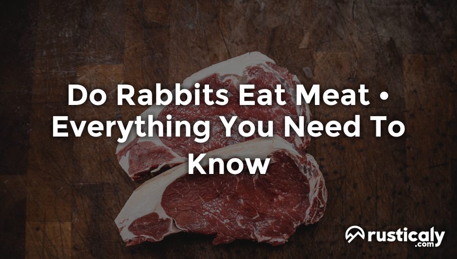 do rabbits eat meat