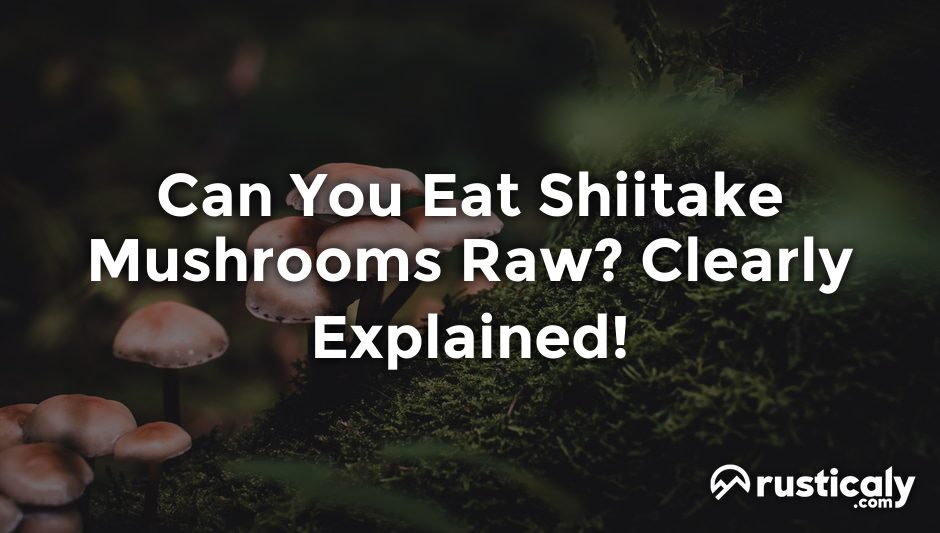 can you eat shiitake mushrooms raw