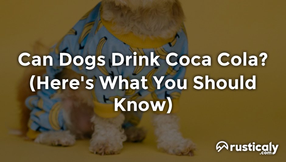 can dogs drink coca cola