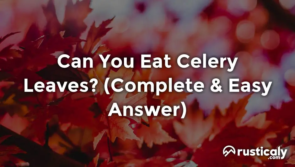 can you eat celery leaves