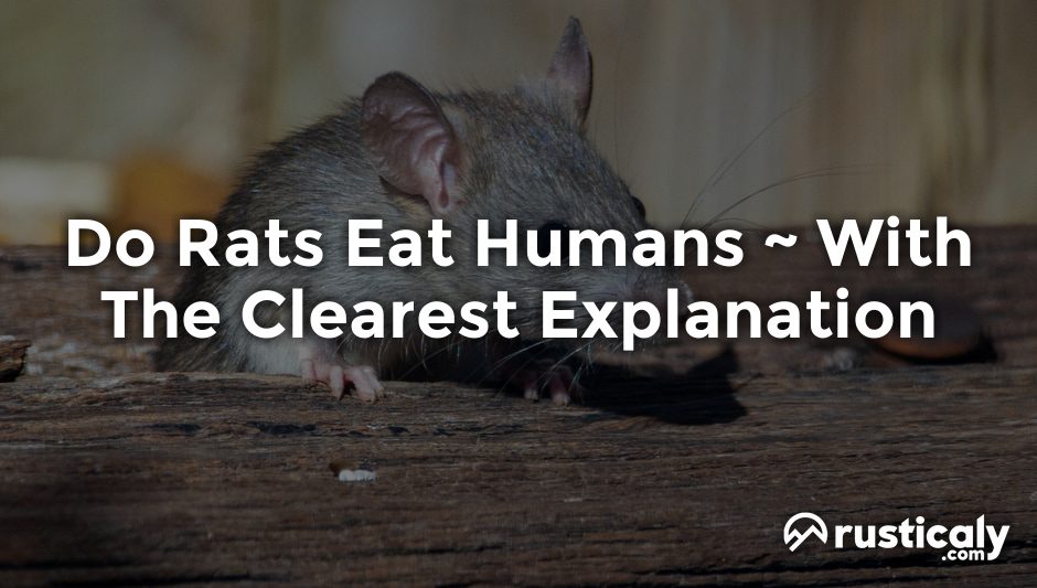 do rats eat humans