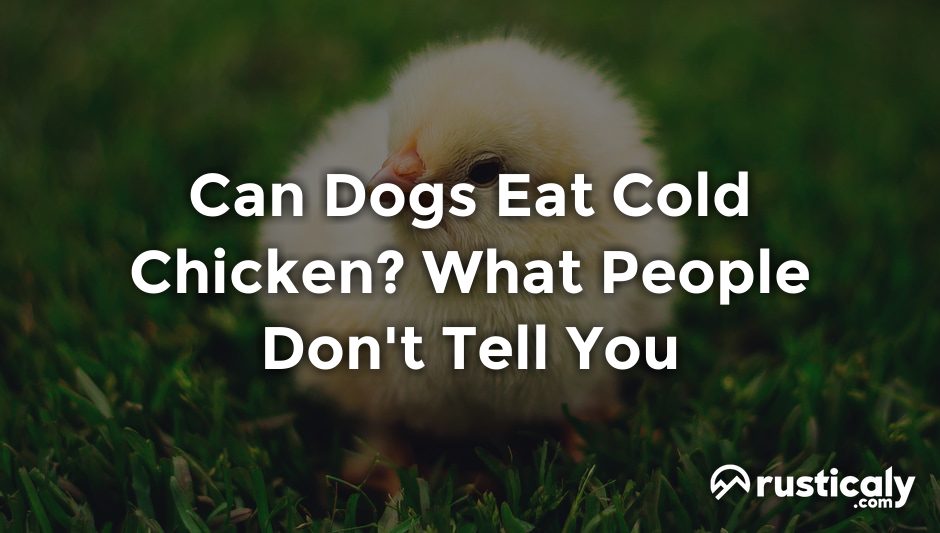 can dogs eat cold chicken