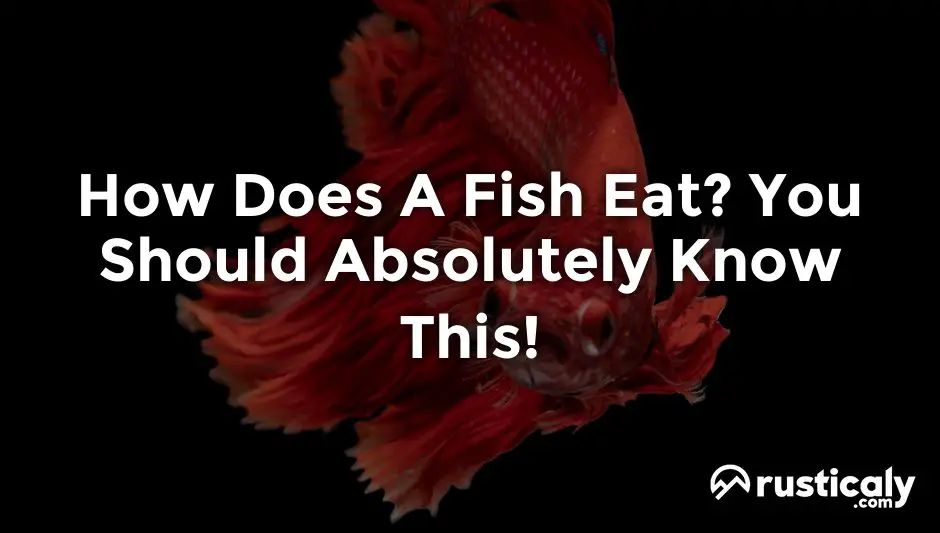 how does a fish eat