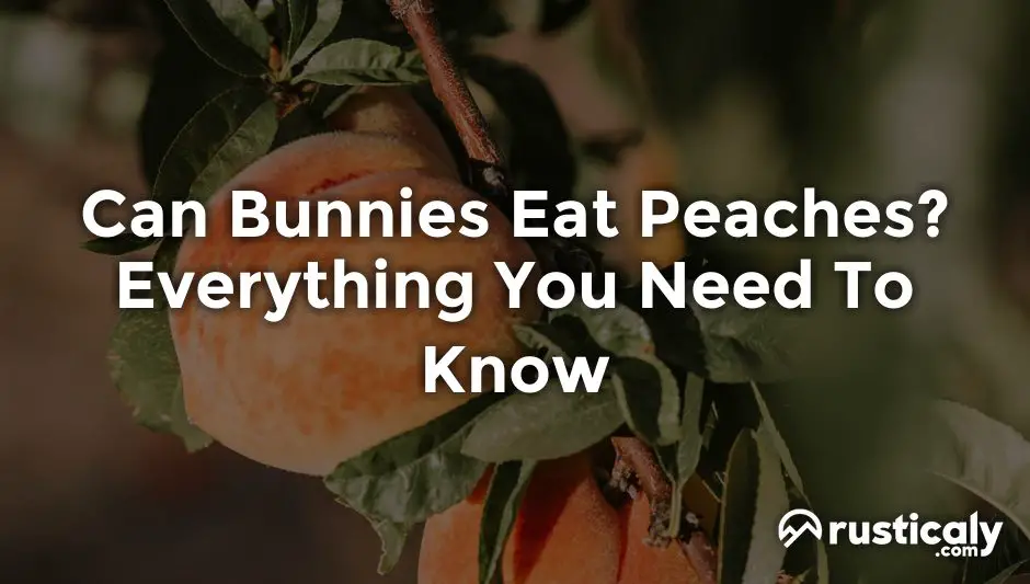 can bunnies eat peaches