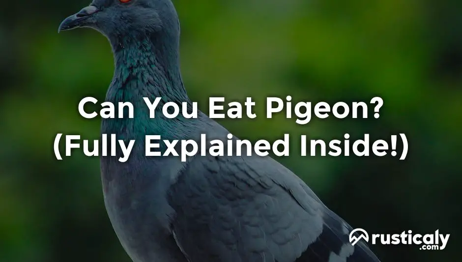 can you eat pigeon