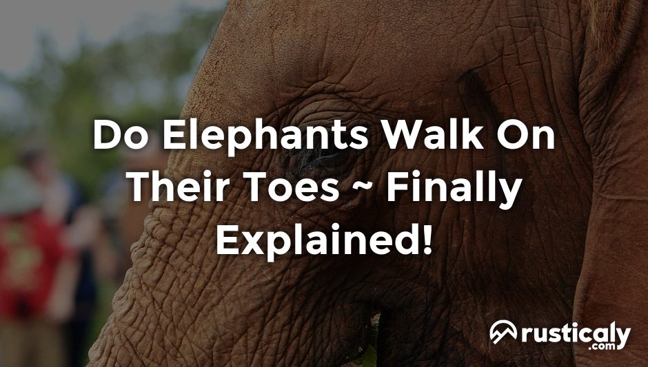 do elephants walk on their toes