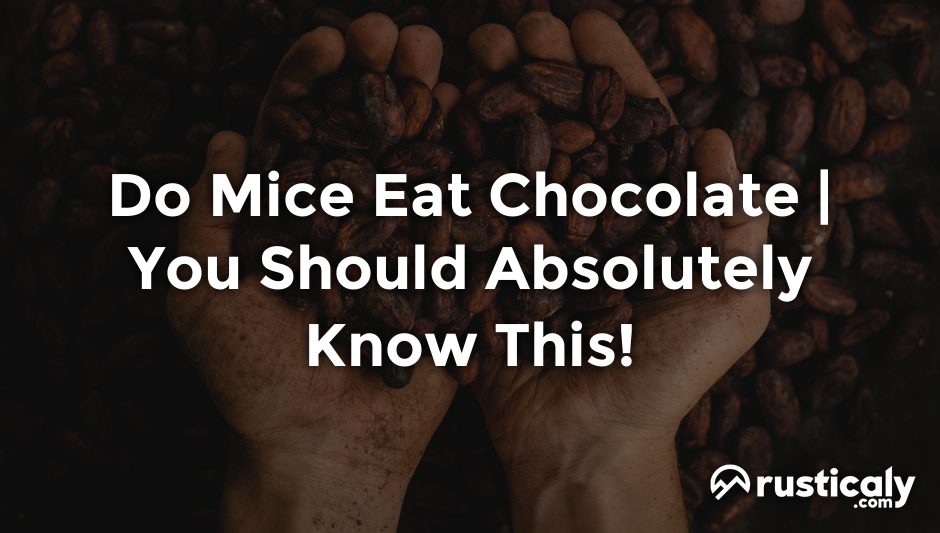 do mice eat chocolate